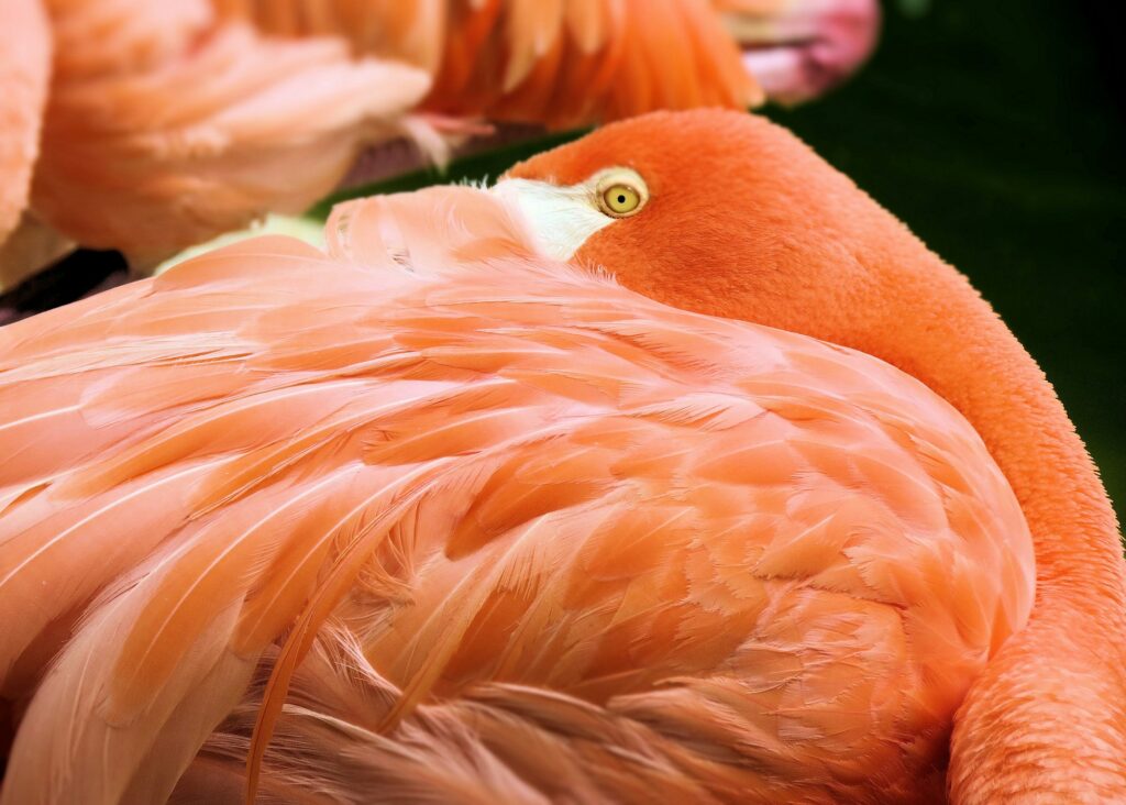 flamingo